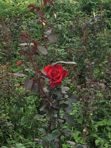 RenderedContent-20D6B39C-5A4A-4F2B-AC56-2A36A2F04720